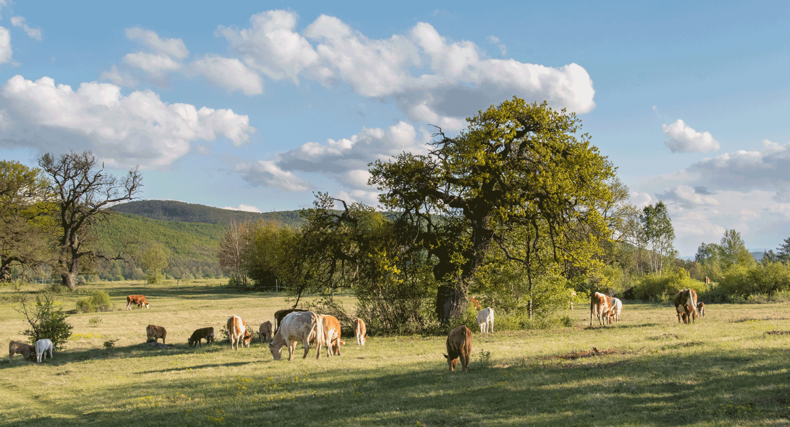 pastva na Slovensku